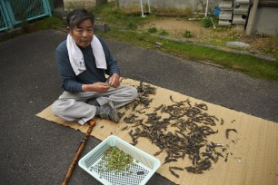 店の表ではご主人が、こちらのイナリ寿司に欠かせないソラマメの殻を剥いていました。